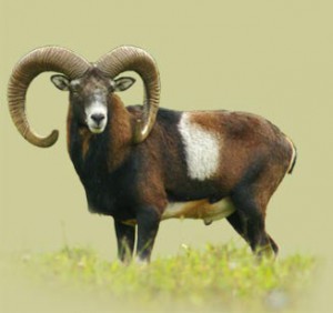 MUFLON